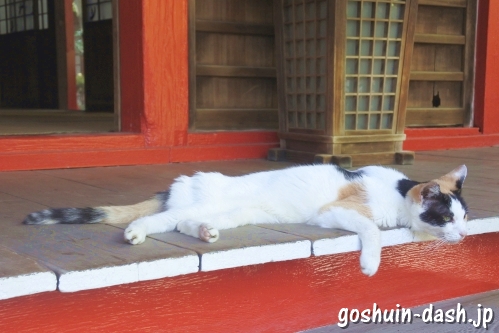 長楽寺(名古屋市南区)境内の猫