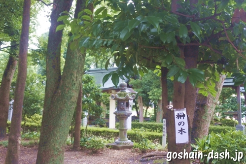 島田神社(名古屋市天白区)榊の木