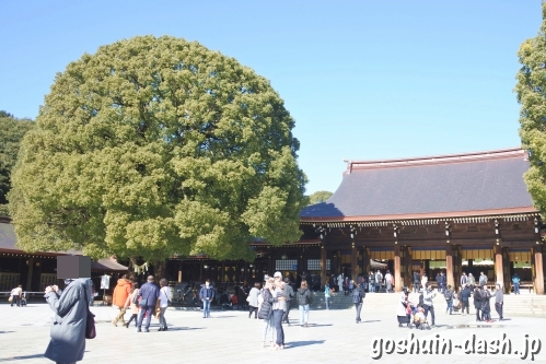 明治神宮(東京都渋谷区)の社殿と夫婦楠