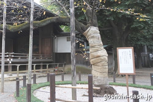 靖国神社(東京都千代田区)桜の標本木
