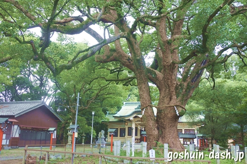 鳴海八幡宮(名古屋市緑区)楠の木