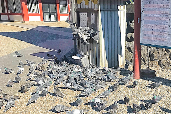 大須観音(名古屋市中区)鳩がいっぱい01