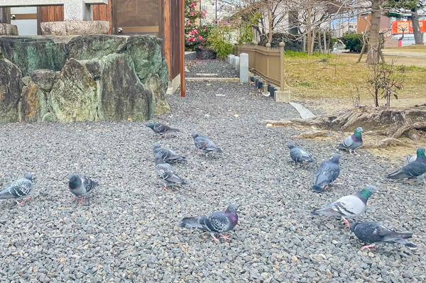 津観音(三重県津市)鳩がたくさん01