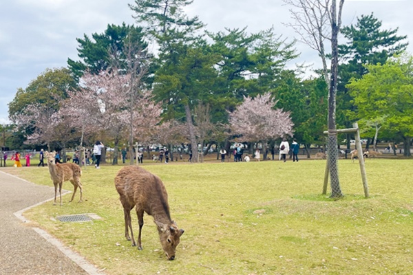 奈良公園の鹿01